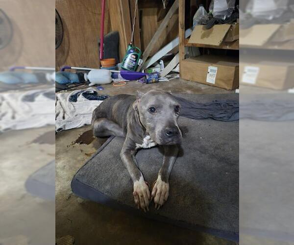 Medium Photo #1 Mutt Puppy For Sale in San Antonio, TX, USA