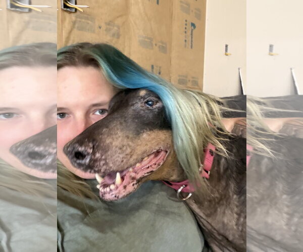 Medium Photo #4 Doberman Pinscher Puppy For Sale in Buffalo, MN, USA