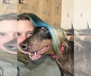 Nellie Adoption Pending! - Female Doberman Pinscher Dog for Adoption - Photo #4