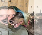 Small #3 Doberman Pinscher
