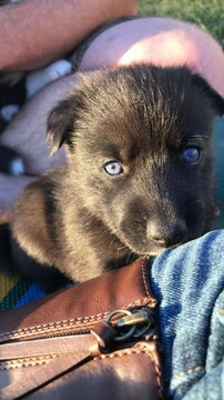 Medium Photo #9 Pomsky Puppy For Sale in MIDDLETOWN, OH, USA