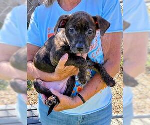 Mutt Dogs for adoption in Jackson, CA, USA