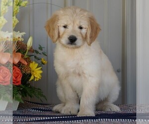 English Cream Golden Retriever-Poodle (Standard) Mix Puppy for sale in FREDERICKSBG, OH, USA