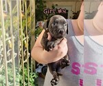 Small Photo #6 American Pit Bull Terrier-Cane Corso Mix Puppy For Sale in SUISUN CITY, CA, USA