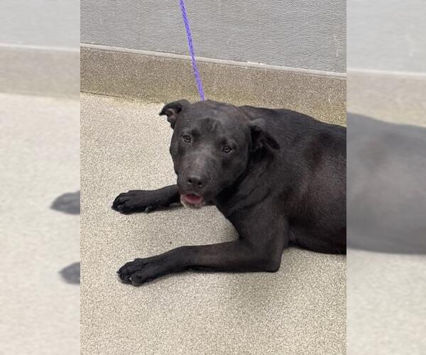 Medium Photo #1 Mutt Puppy For Sale in Las Vegas, NV, USA