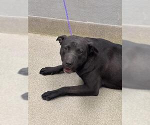 Mutt Dogs for adoption in Las Vegas, NV, USA