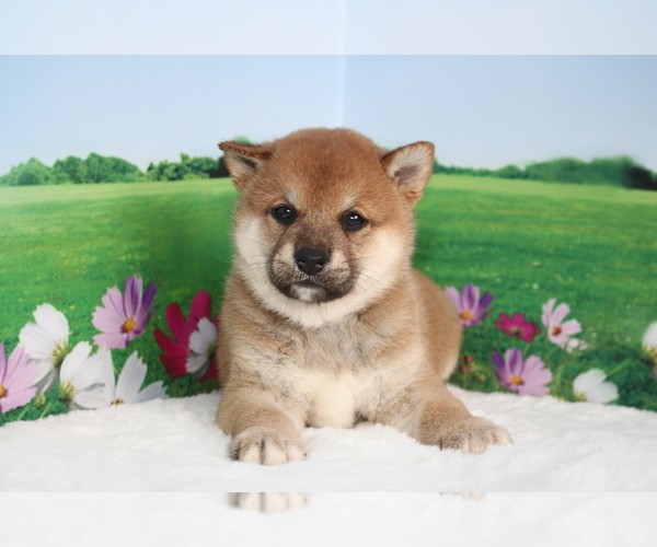 Medium Photo #4 Shiba Inu Puppy For Sale in LOS ANGELES, CA, USA