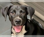 Small Mountain Cur Mix
