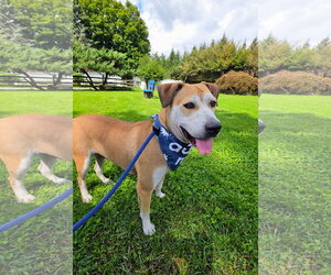 Mutt Dogs for adoption in Rockaway, NJ, USA