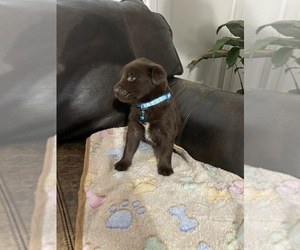Shepradors Dog for Adoption in HOUSTON, Texas USA