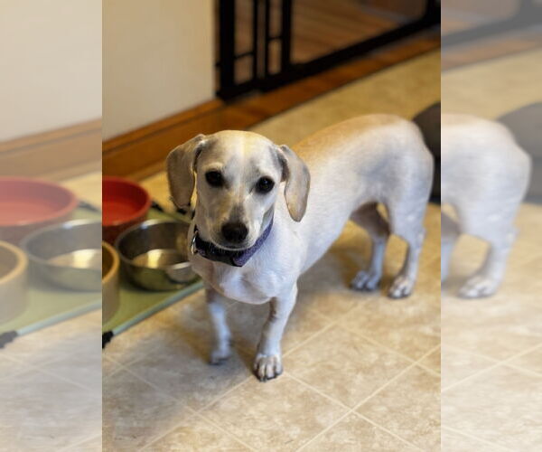 Medium Photo #3 Chiweenie Puppy For Sale in St. Louis Park, MN, USA