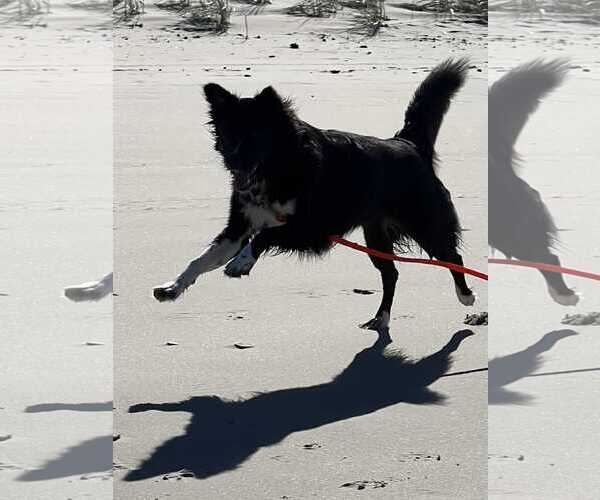 Medium Photo #32 Carolina Dog Puppy For Sale in Highland, IL, USA