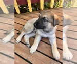 Puppy Puppy 2 German Shepherd Dog