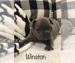 Small Photo #2 French Bulldog Puppy For Sale in PARAGOULD, AR, USA