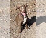 Small Photo #11 Labrador Retriever-Staffordshire Bull Terrier Mix Puppy For Sale in McKinney, TX, USA