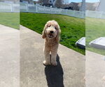 Small Golden Retriever Mix