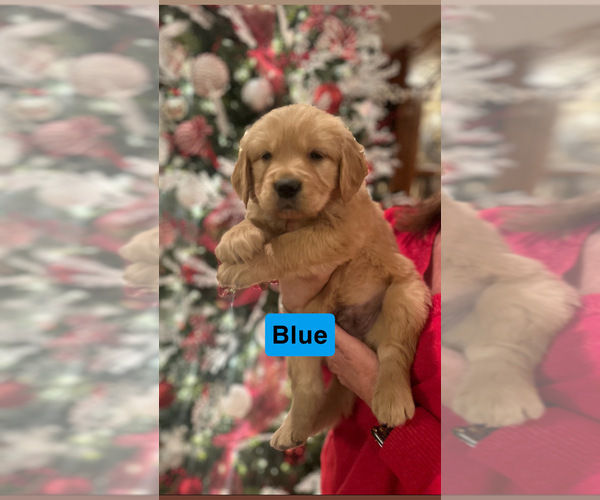 Medium Photo #2 Golden Retriever Puppy For Sale in FAYETTEVILLE, TN, USA