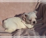 Small Photo #11 Boston Terrier Puppy For Sale in MINERAL WELLS, WV, USA