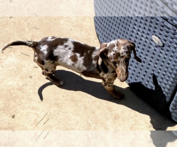 Medium Photo #2 Dachshund Puppy For Sale in PALMDALE, CA, USA
