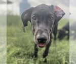 Small #1 Great Dane