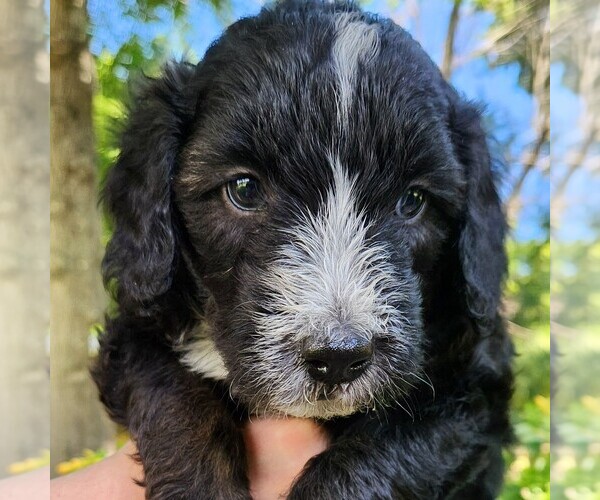 Medium Photo #5 F2 Aussiedoodle Puppy For Sale in COLUMBIA, TN, USA