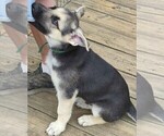 Small #14 German Shepherd Dog