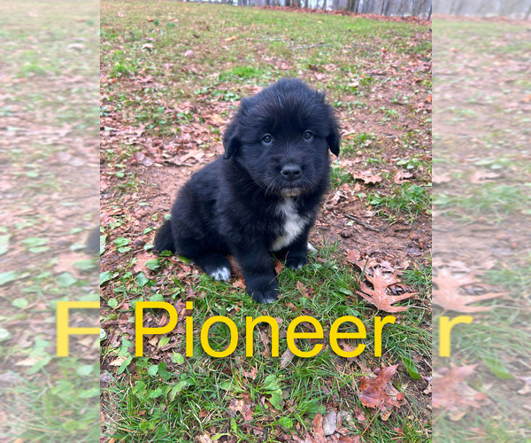 Medium Photo #1 Newfoundland-Samoyed Mix Puppy For Sale in ODENTON, MD, USA