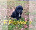 Puppy Pioneer Newfoundland-Samoyed Mix