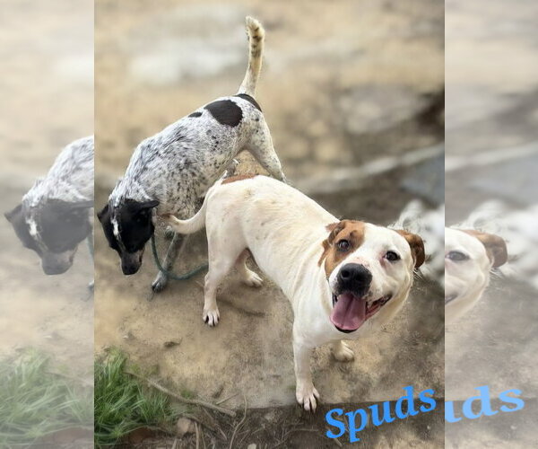 Medium Photo #2 American Staffordshire Terrier-Unknown Mix Puppy For Sale in Jackson, MS, USA