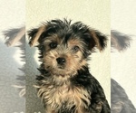 Small Photo #3 Yorkshire Terrier Puppy For Sale in MARTINSVILLE, IN, USA