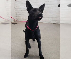 Labrador Retriever Dogs for adoption in San Bernardino, CA, USA