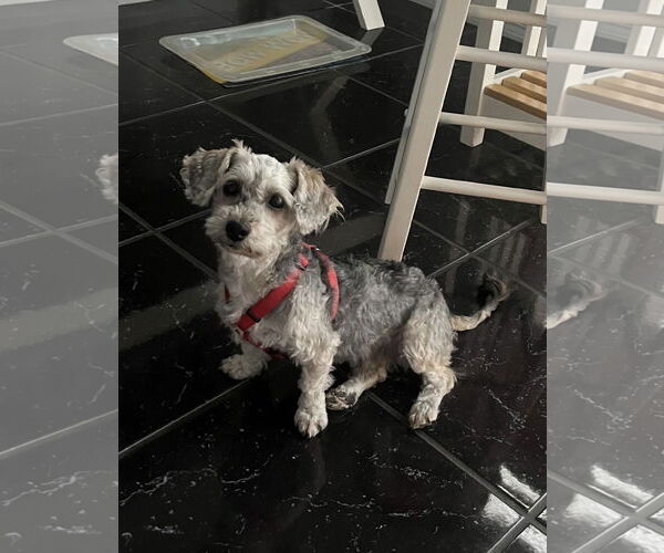 Medium Photo #5 Poodle (Miniature)-Unknown Mix Puppy For Sale in Arcadia, FL, USA