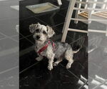 Small #4 Havanese Mix