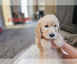 Small Photo #40 Goldendoodle Puppy For Sale in KATY, TX, USA