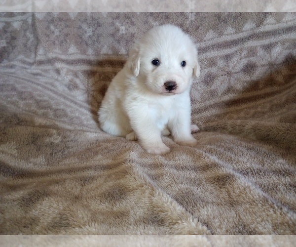 Medium Photo #2 Great Pyrenees Puppy For Sale in SHELBYVILLE, TN, USA