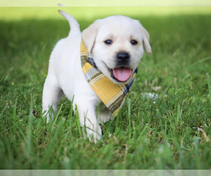 Labrador Retriever Puppy for sale in GROVE CITY, PA, USA