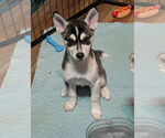Small #4 Huskies  Mix