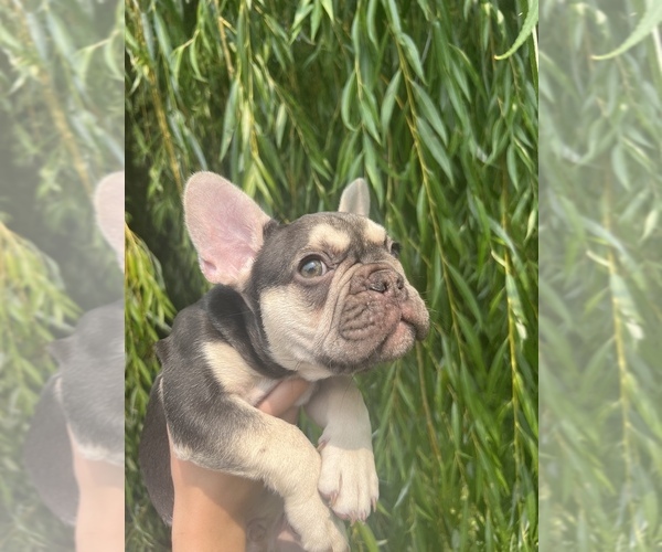 Medium Photo #7 French Bulldog Puppy For Sale in HUDSONVILLE, MI, USA