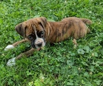 Small #5 Boxer
