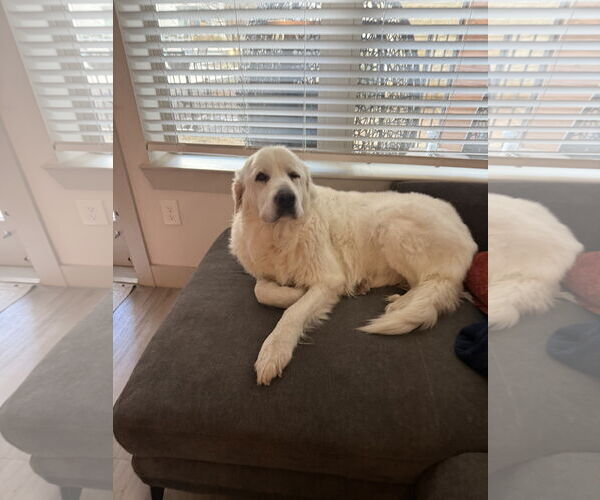 Medium Photo #2 Great Pyrenees Puppy For Sale in Bend, OR, USA