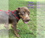 Small #8 Australian Shepherd Mix