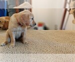 Small Photo #6 Golden Retriever Puppy For Sale in OMAHA, NE, USA