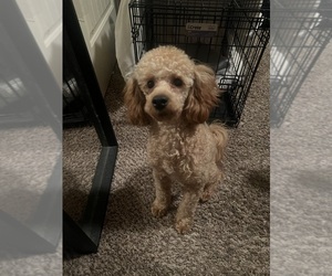 Poodle (Miniature) Puppy for sale in MCDONOUGH, GA, USA
