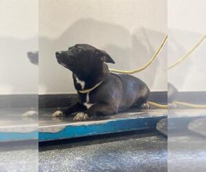 Chihuahua Dogs for adoption in Bakersfield, CA, USA
