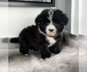 Sheepadoodle Puppy for sale in FRANKLIN, IN, USA