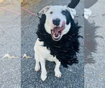 Small #3 BD Terrier