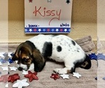 Puppy 2 Basset Hound