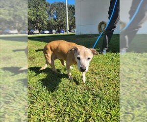 Chihuahua-Unknown Mix Dogs for adoption in Vero Beach, FL, USA