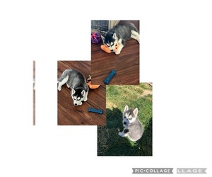 Siberian Husky Puppy for sale in MARTINSVILLE, IN, USA