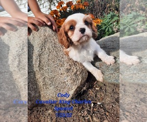 Cavalier King Charles Spaniel Puppy for sale in SHIPSHEWANA, IN, USA